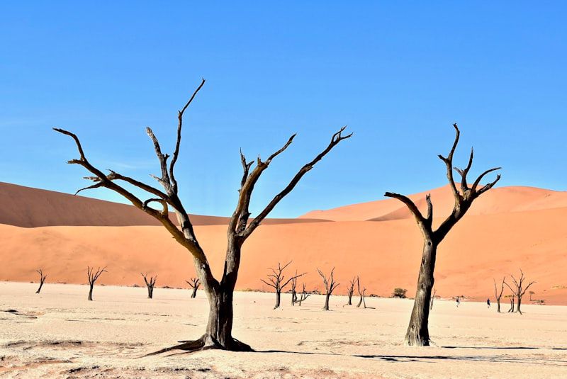 Namibia Road-trip Safari: Desert Landscapes & Wilderness Adventure