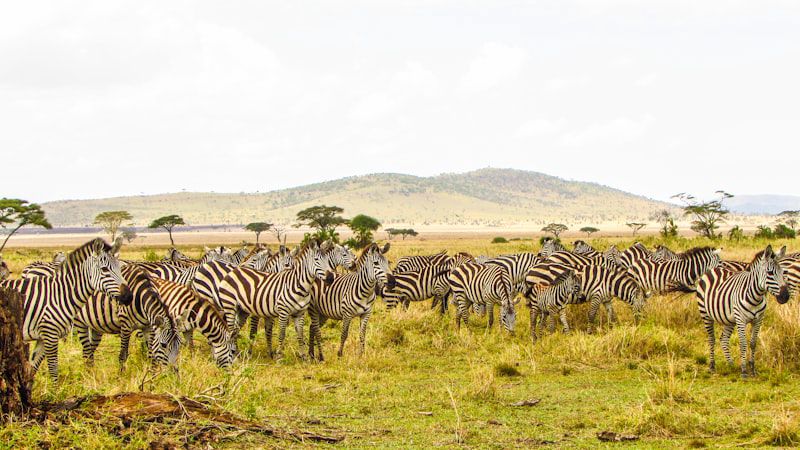 Safari Road Trip en Afrique de l'Est : Kenya, Tanzanie, Ouganda
