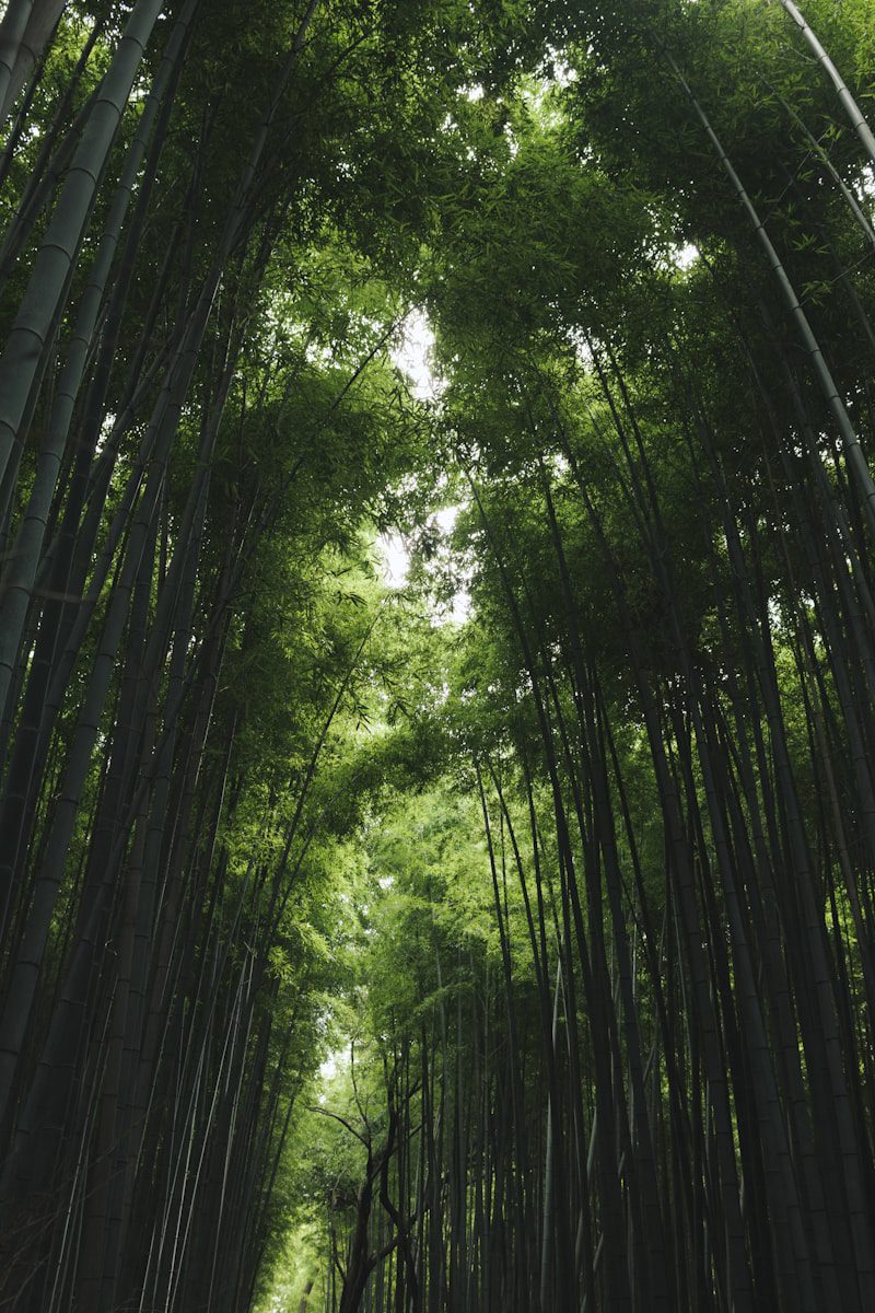 Kyoto bamboo grove Arashiyama